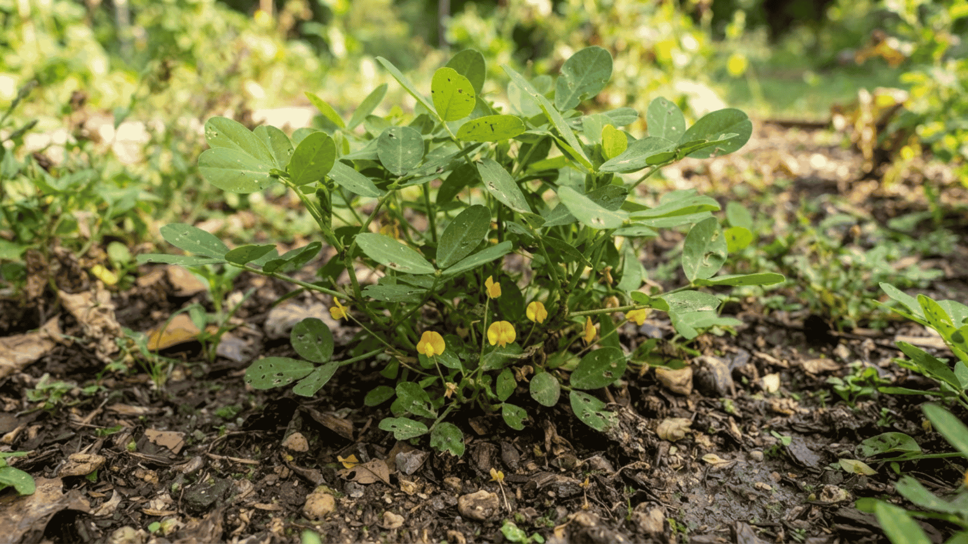 peanut plant with oval green leaves and small yellow flowers growing close to the lower branches