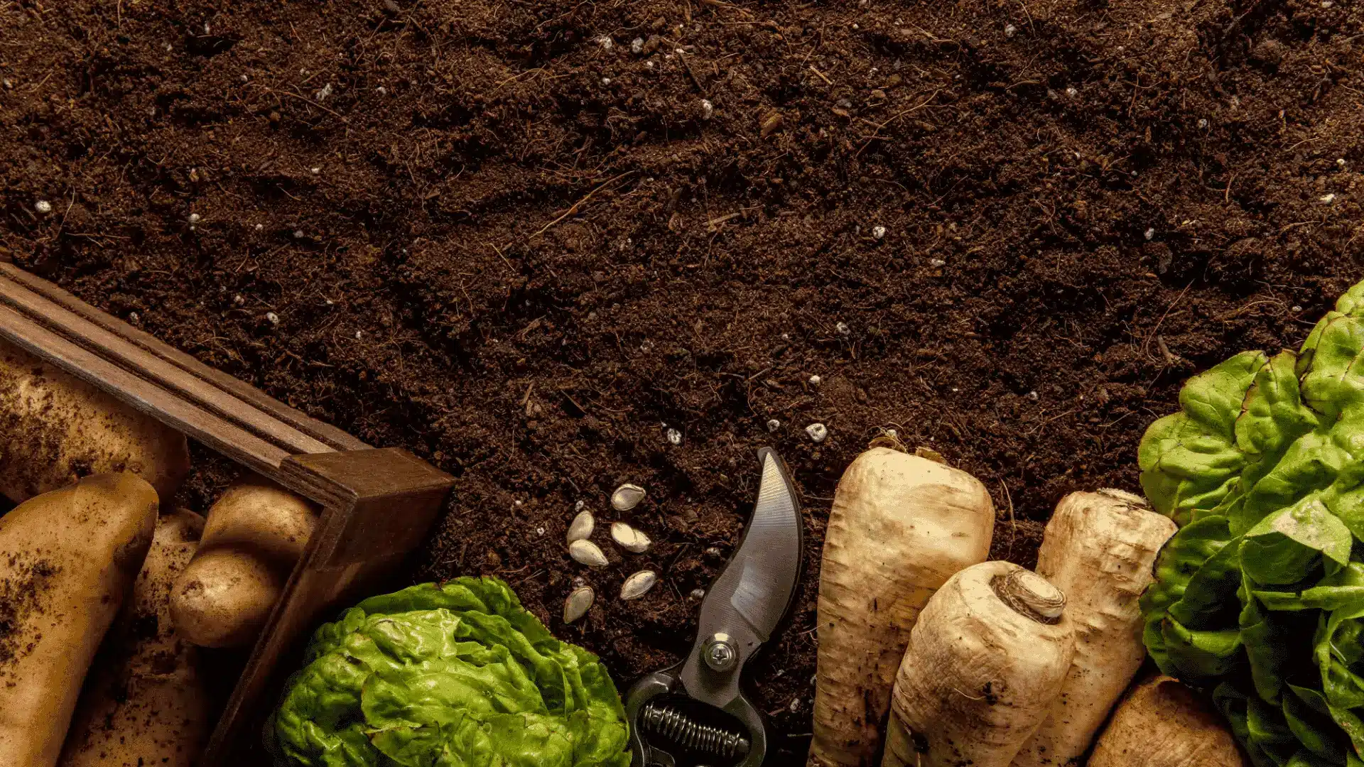 fresh root vegetables lettuce seeds garden shears and rich soil arranged for planting beds