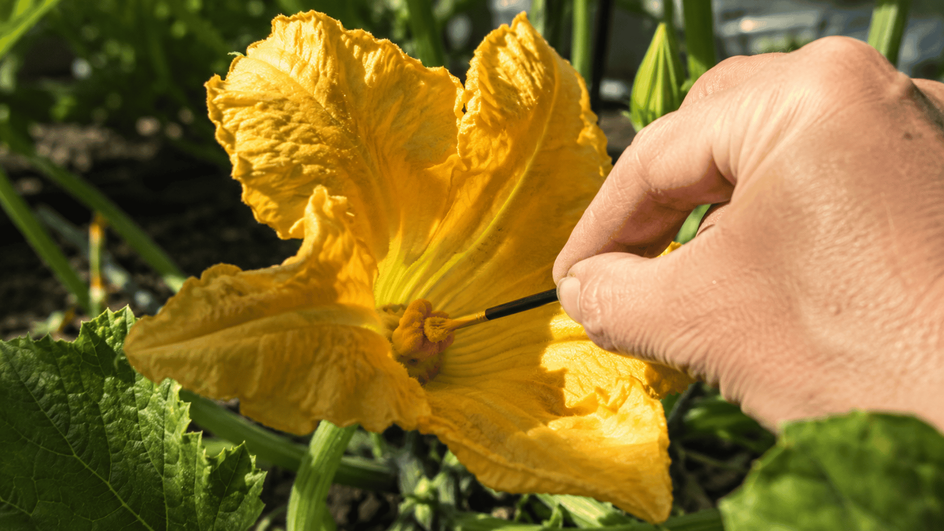 hand using a small brush to pollinate a yellow squash flower in a sunny garden