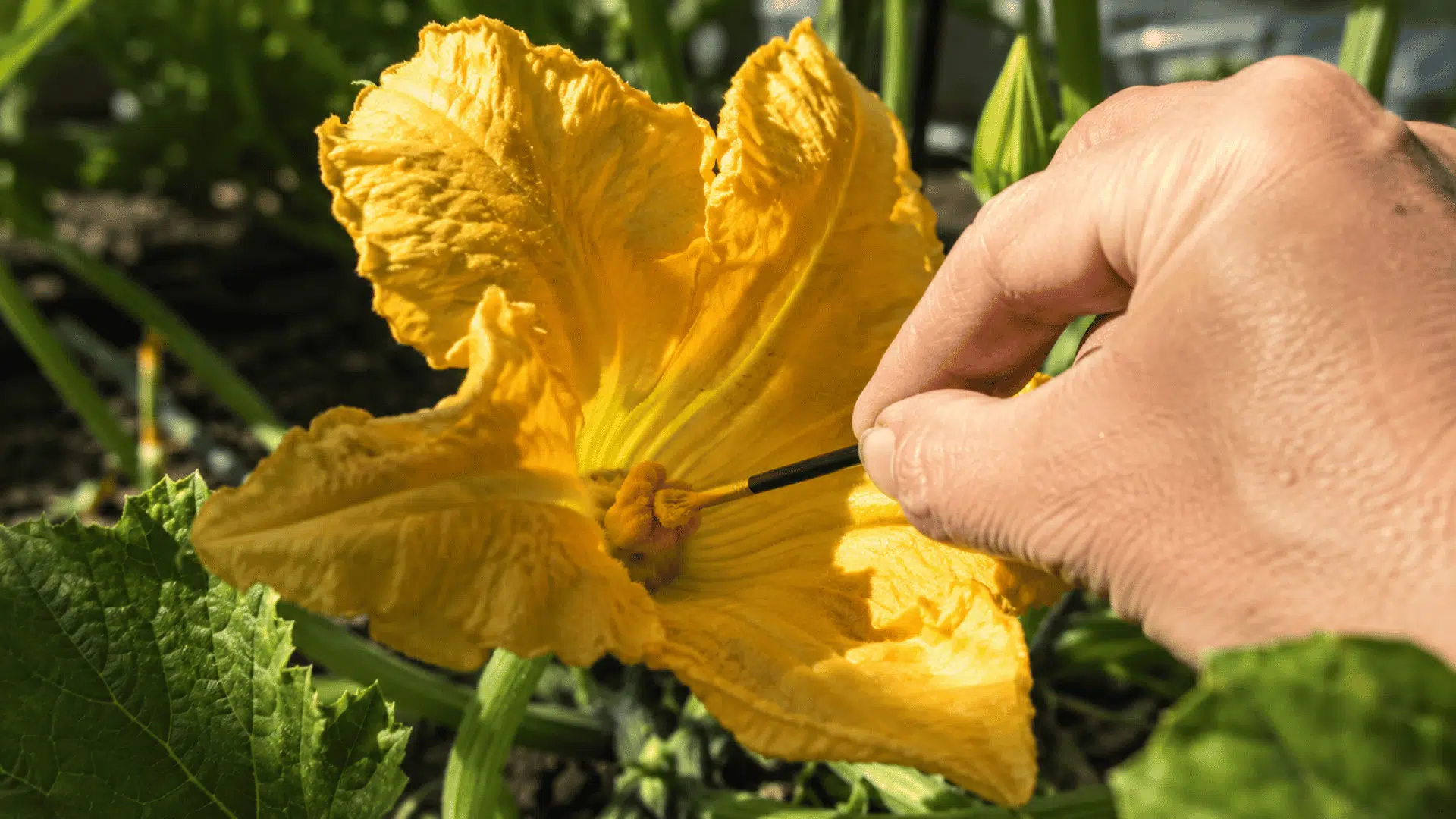 hand using a small brush to pollinate a yellow squash flower in a sunny garden