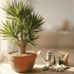 healthy indoor yucca planting in a room with sunlight watering and well draining soil