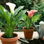 healthy white and pink calla lilies growing in pots on a bright patio with simple gardening tools