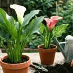 healthy white and pink calla lilies growing in pots on a bright patio with simple gardening tools