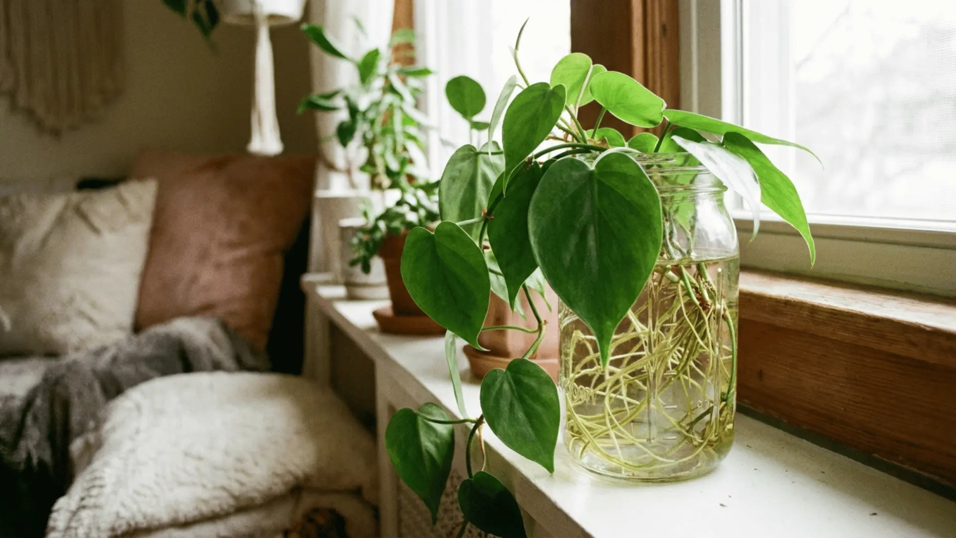 heartleaf philodendron cuttings with tangled roots in a glass jar of water on a bright windowsill beside a chair
