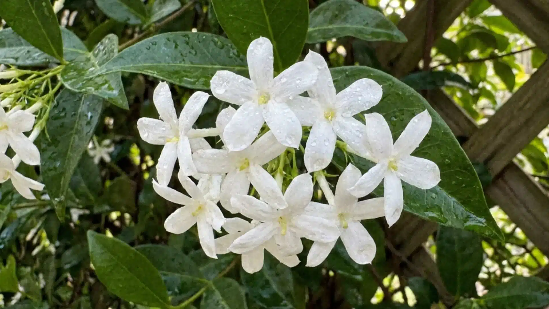 close-up cluster of white jasmine flowers with dew drops on green leaves against a trellis