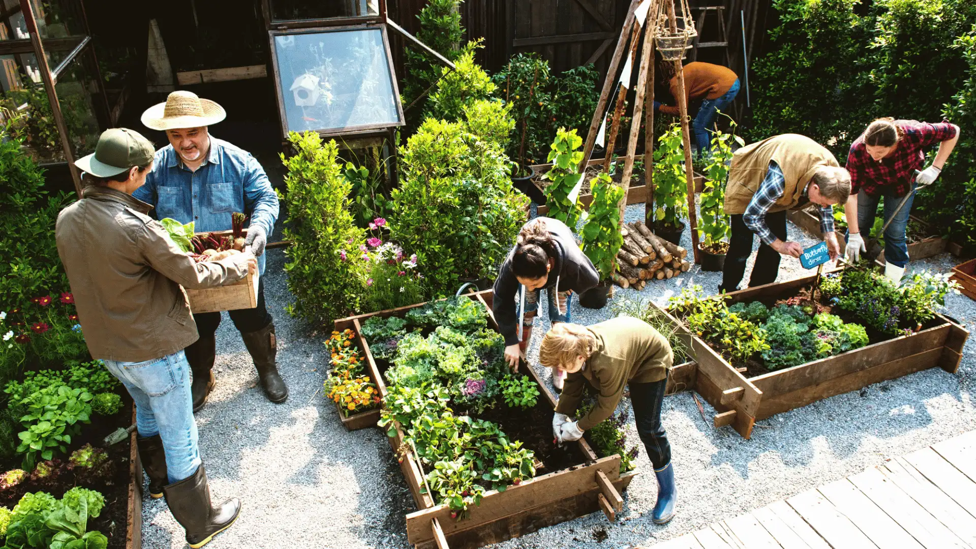 community gardeners planting tending and harvesting crops from wooden raised beds together