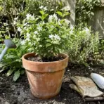 a potted jasmine plant in a bloom with a watering can, gloves, and trowel beside it in a garden