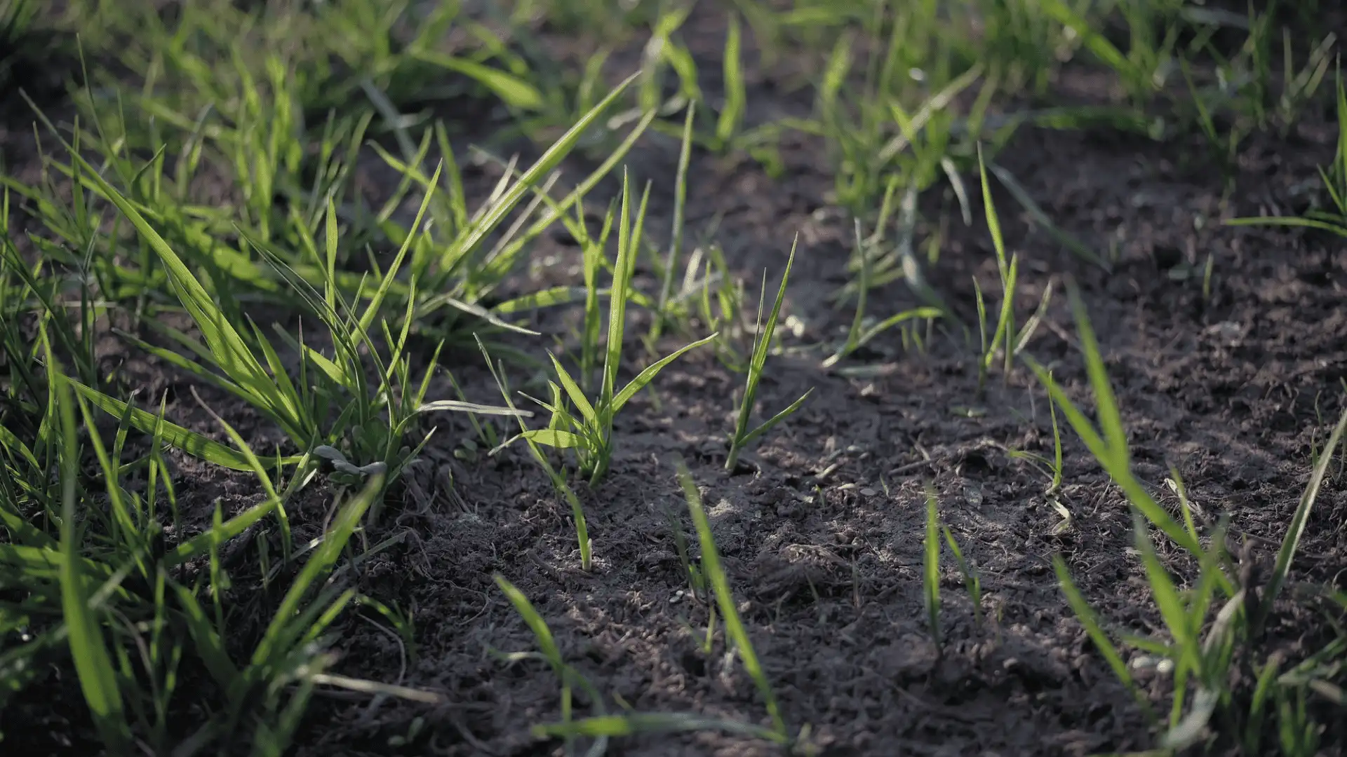 young green shoots growing through loose garden soil under gentle natural morning sunlight