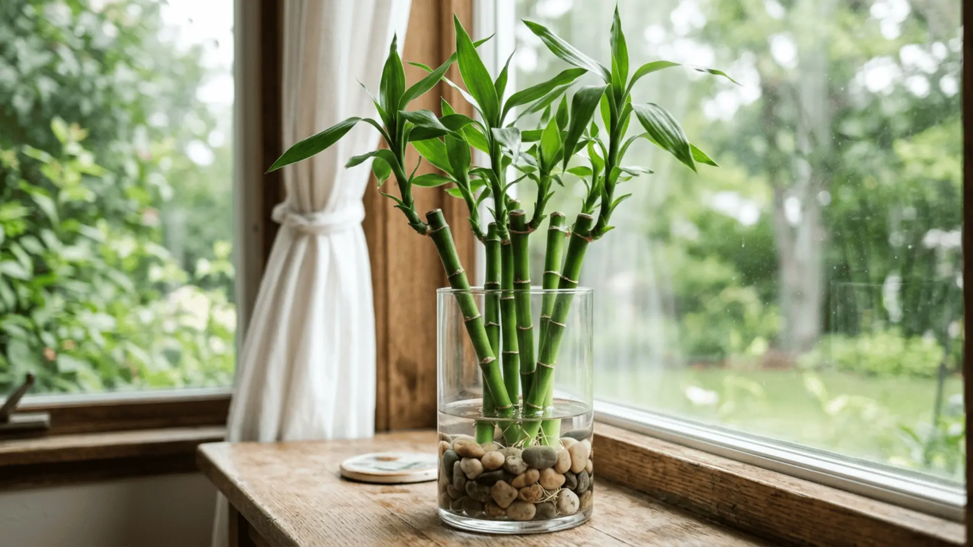 lucky bamboo stems with fresh green leaves growing in water and pebbles inside a clear glass vase by a bright window