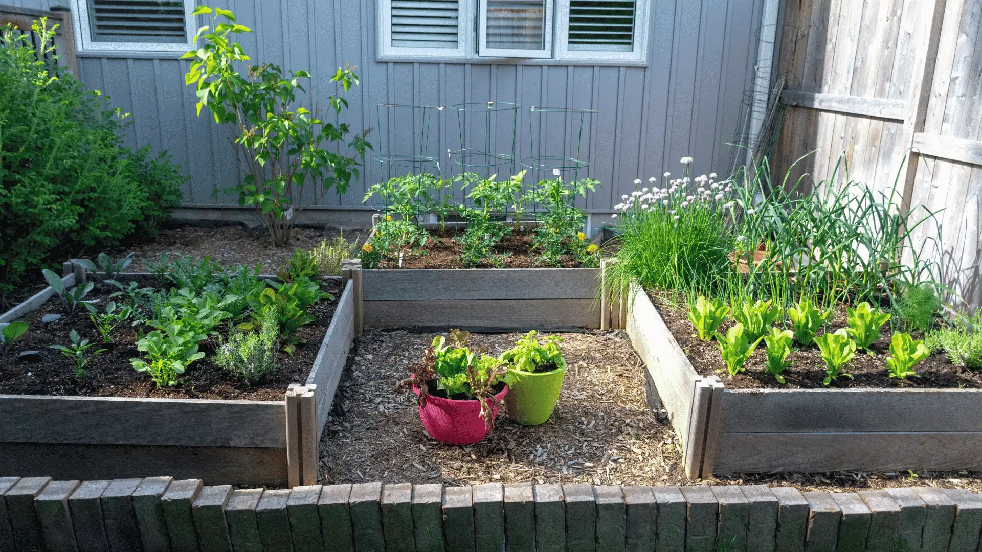 three raised garden beds with leafy greens onions herbs and young tomato plants by a house