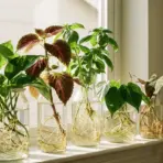 plants that grow in water without soil