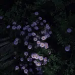 purple aster flowers blooming against soft green foliage in a natural garden setting