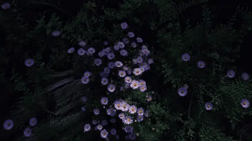 purple aster flowers blooming against soft green foliage in a natural garden setting