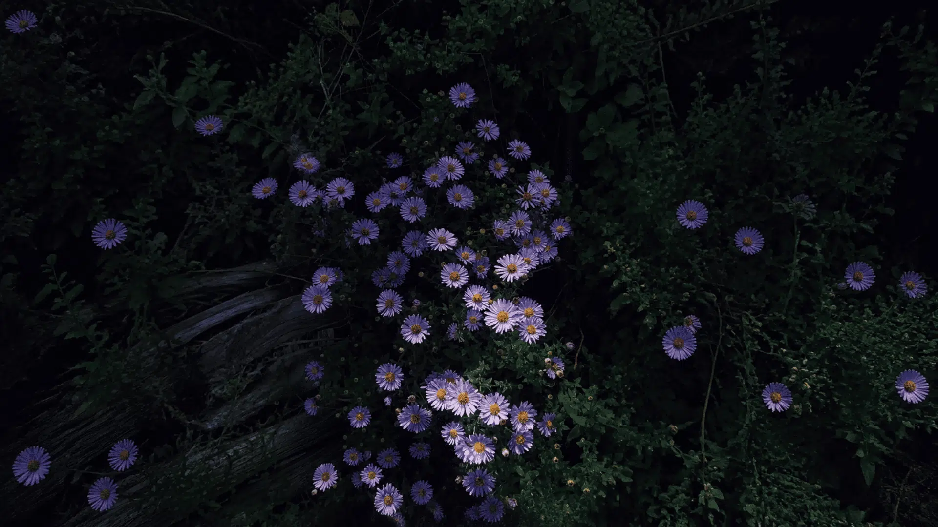 purple aster flowers blooming against soft green foliage in a natural garden setting