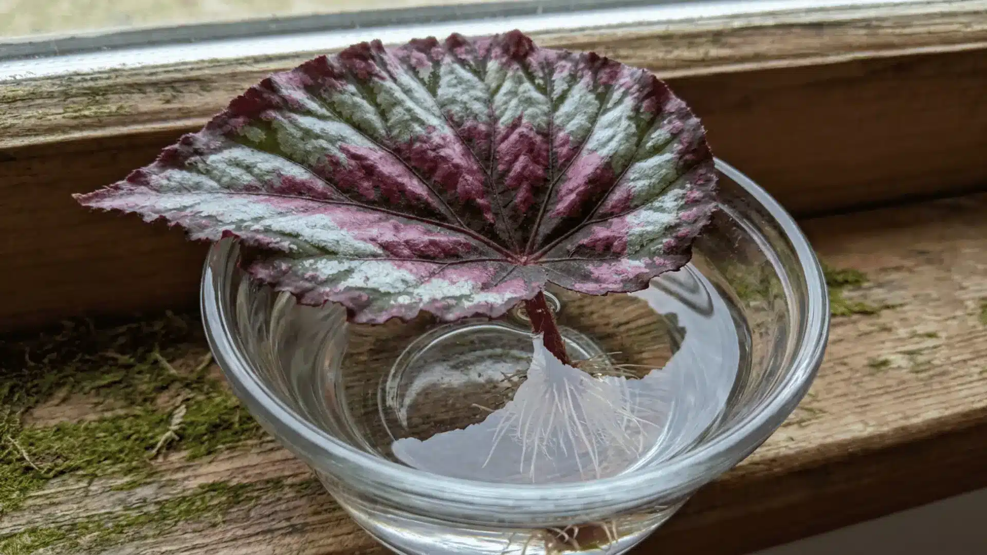 textured begonia leaf with silver and burgundy markings growing roots in a clear glass bowl on a wooden windowsill