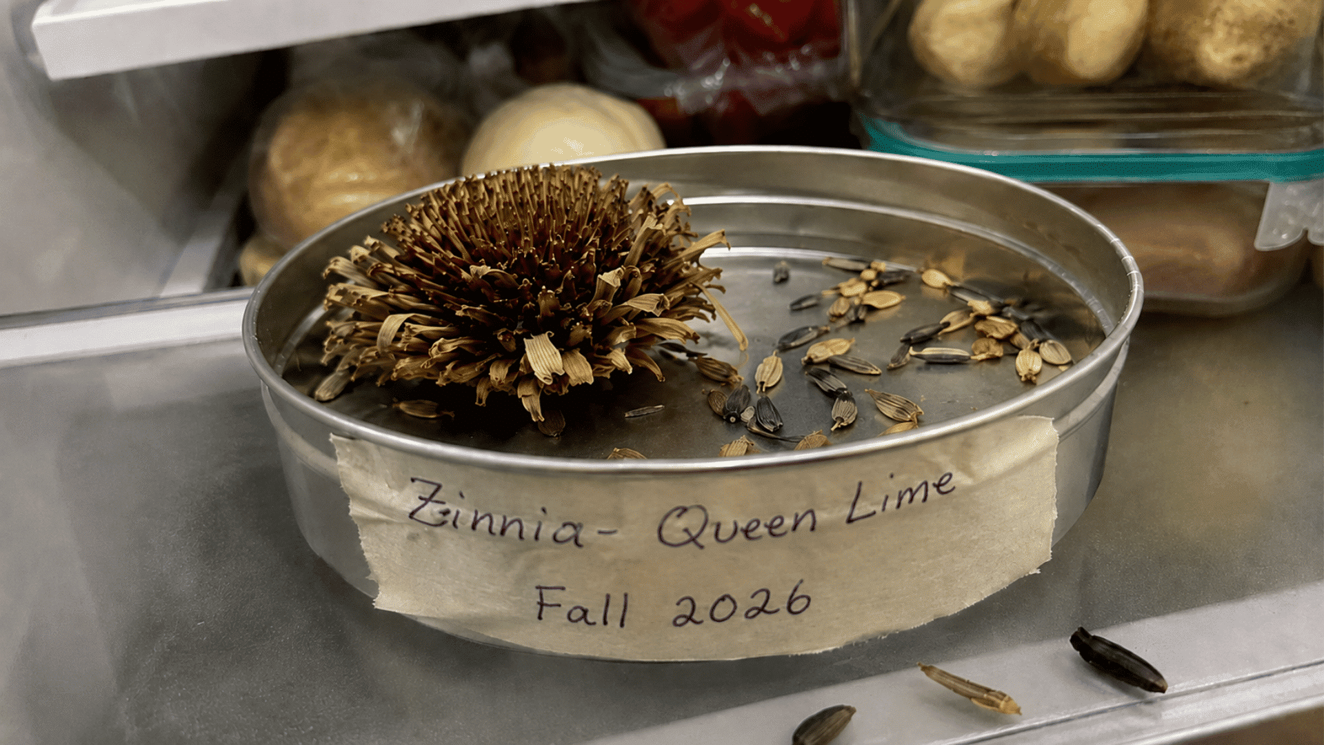 dried zinnia seed head and saved seeds in a labeled metal tin inside a refrigerator