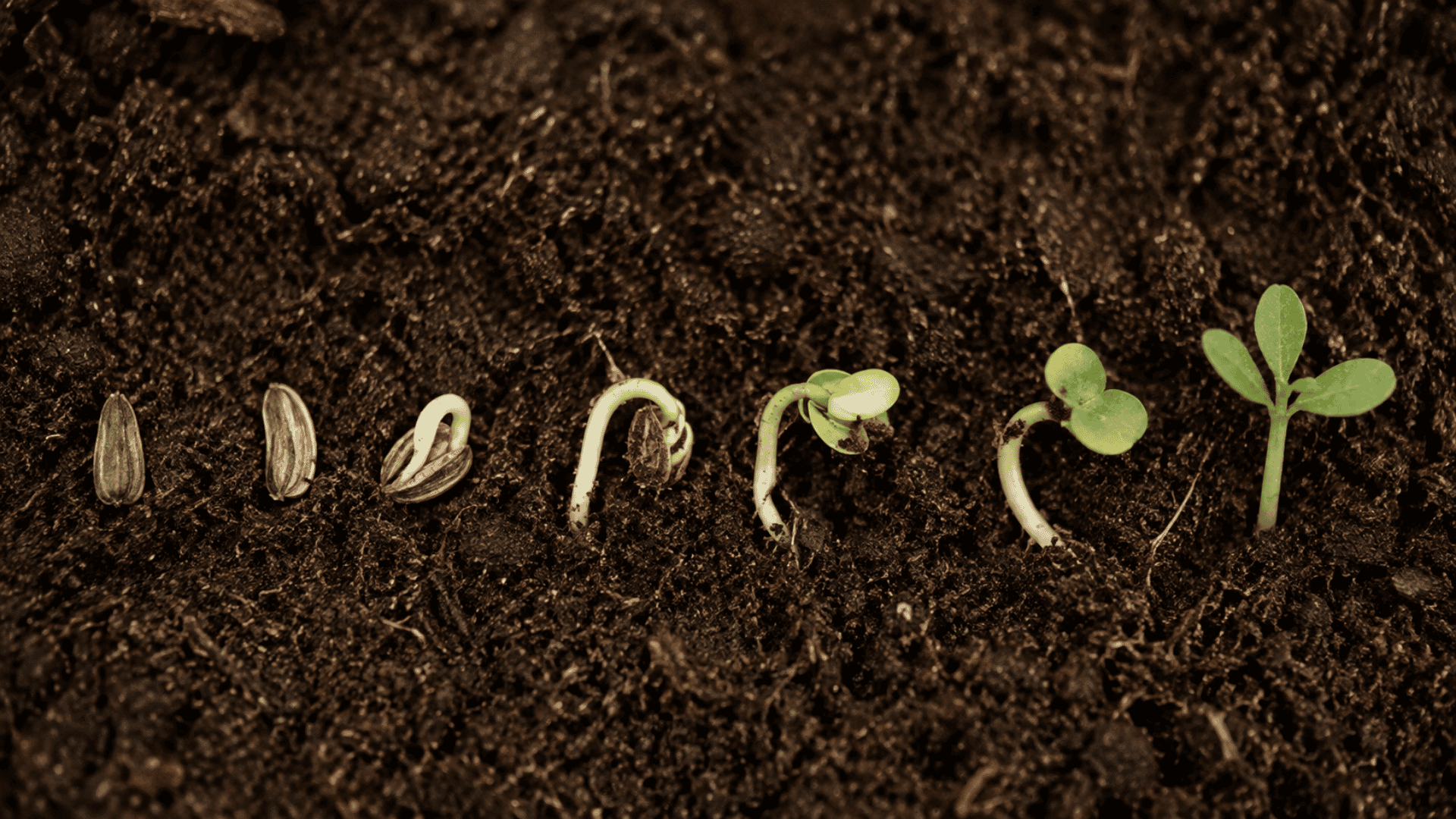 sunflower seeds progressing through germination into young green seedlings in moist garden soil