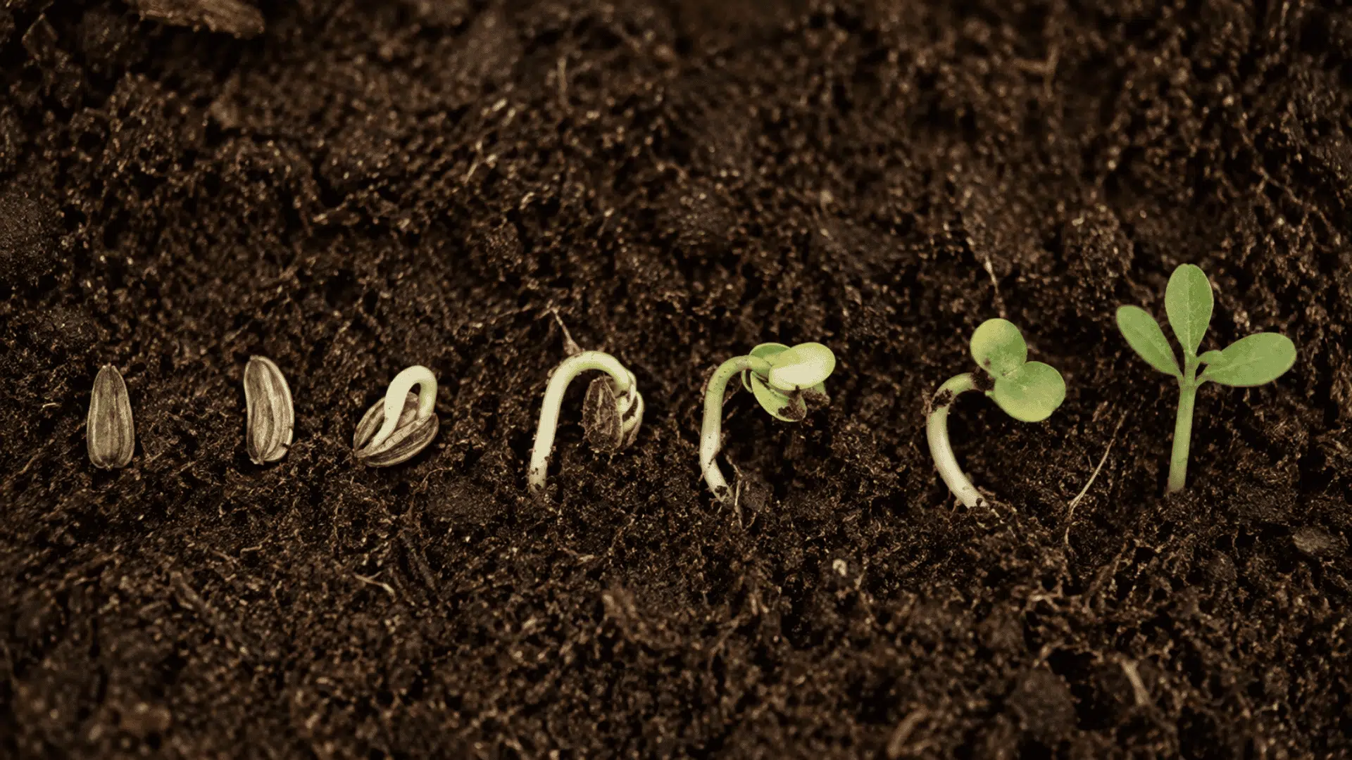 sunflower seeds progressing through germination into young green seedlings in moist garden soil