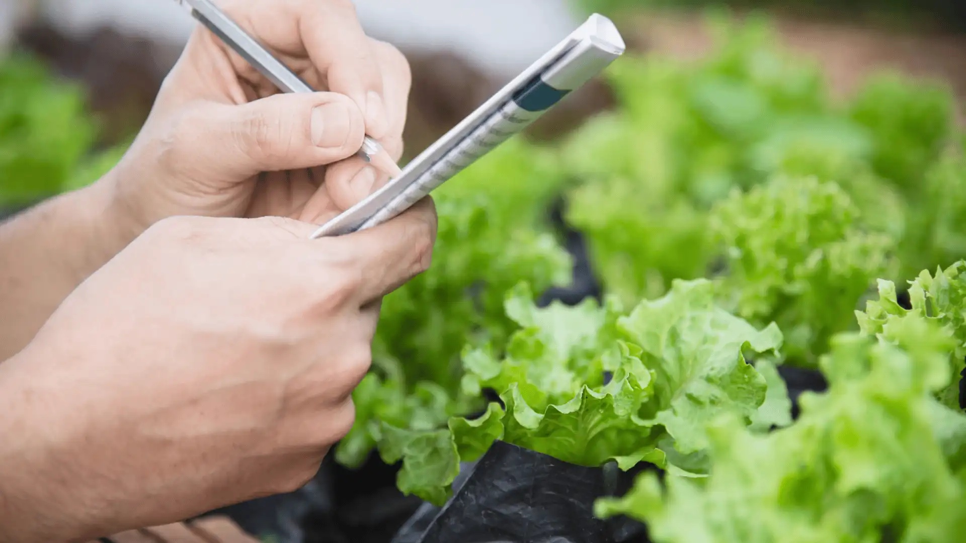 gardener recording notes beside rows of healthy green lettuce plants in a nursery outdoors