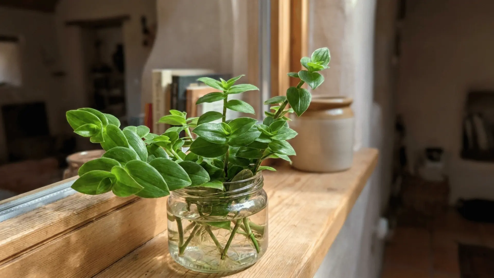 green leafy plant cuttings growing roots in a small glass jar of water on a sunlit wooden shelf indoors