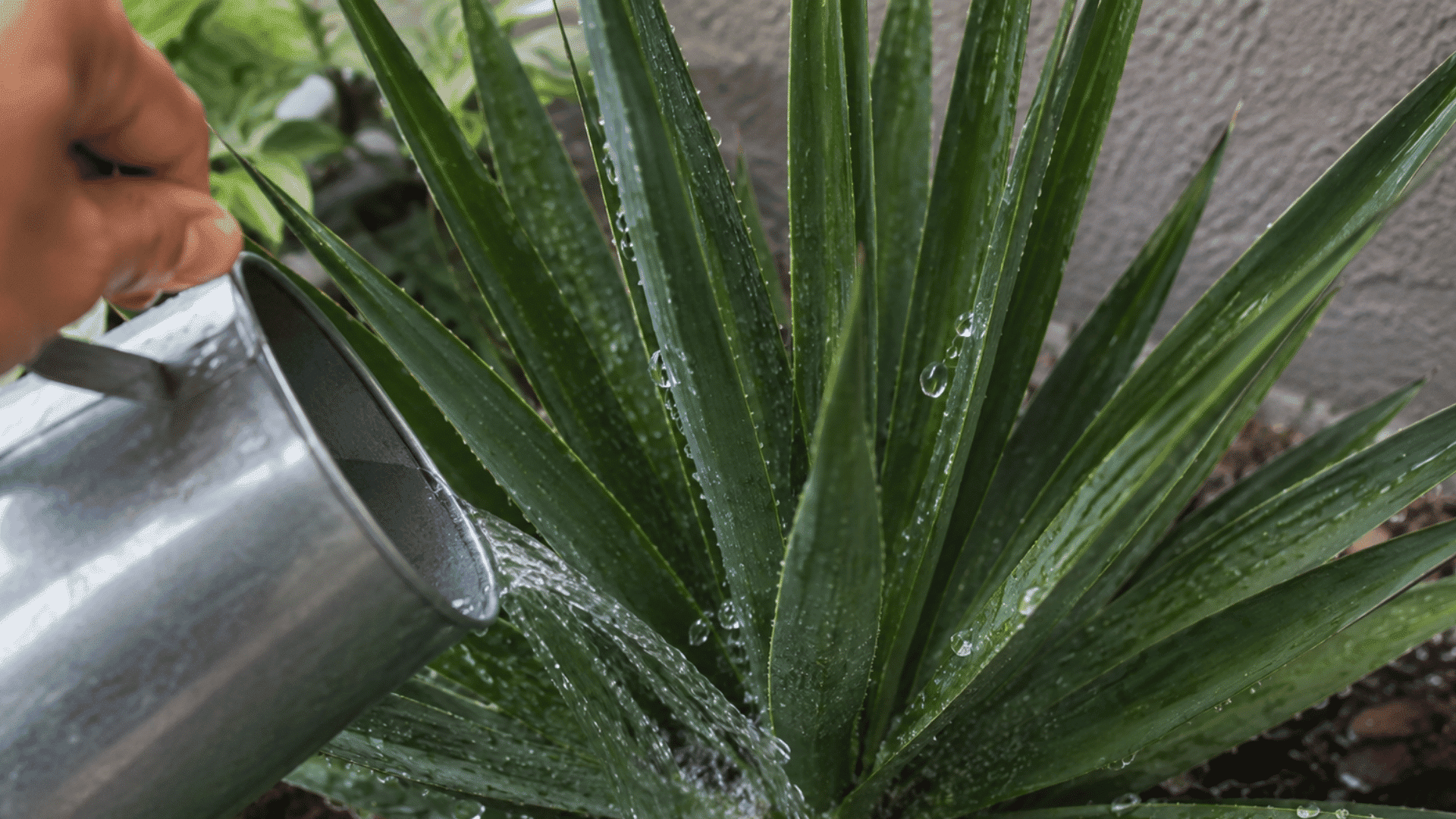 water soaking into the soil around a yucca plant to help establish roots during dry weather conditions