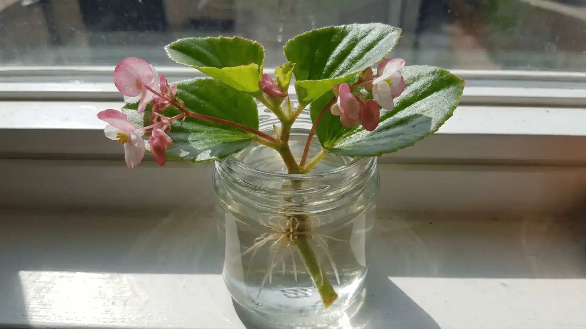 pink flowering begonia cutting with green leaves and fine white roots growing in a glass jar on a sunny windowsill