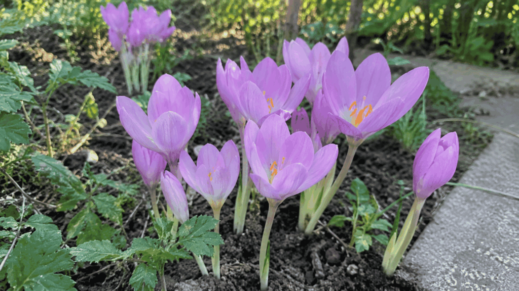 purple autumn crocus flowers emerging from bare soil with no leaves present