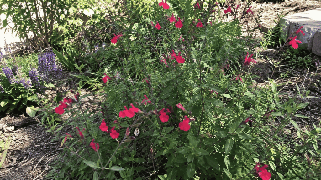 bright red autumn sage flowers blooming on slender stems in a garden border