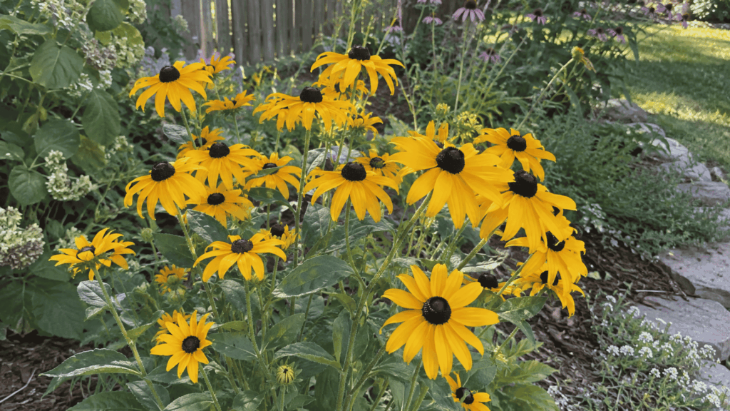 black-eyed Susan flowers with golden petals and dark brown centers in a garden bed