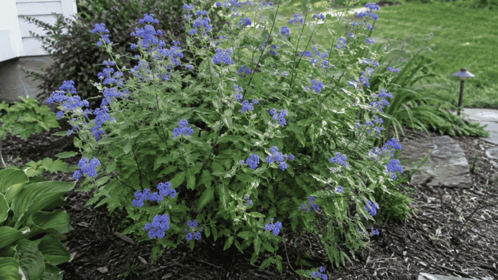 blue mist shrub covered in clusters of lavender-blue flowers in a backyard garden bed