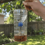 finished DIY wasp trap hanging from a tree branch with an inverted funnel and brown bait visible