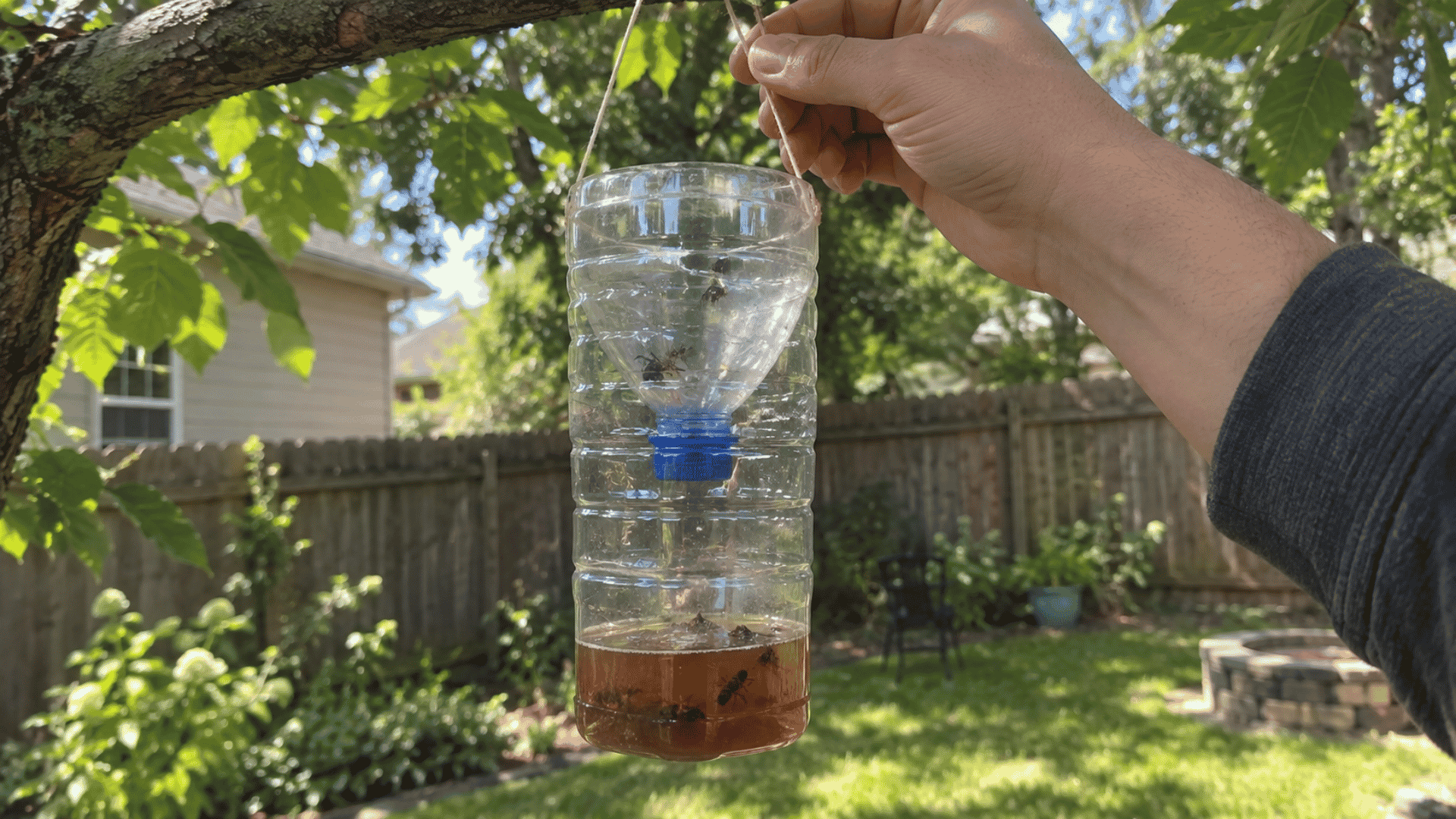 finished DIY wasp trap hanging from a tree branch with an inverted funnel and brown bait visible
