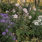fall garden with purple new england asters, pink japanese anemones, and white montauk daisies in bloom