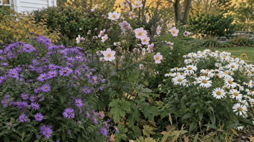 fall garden with purple new england asters, pink japanese anemones, and white montauk daisies in bloom