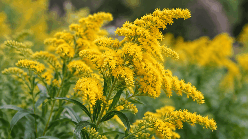 close-up of goldenrod with bright yellow flower clusters and green leaves blooming in a late-season garden