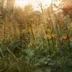 Wildflowers and grasses in a sunlit garden with warm golden light.