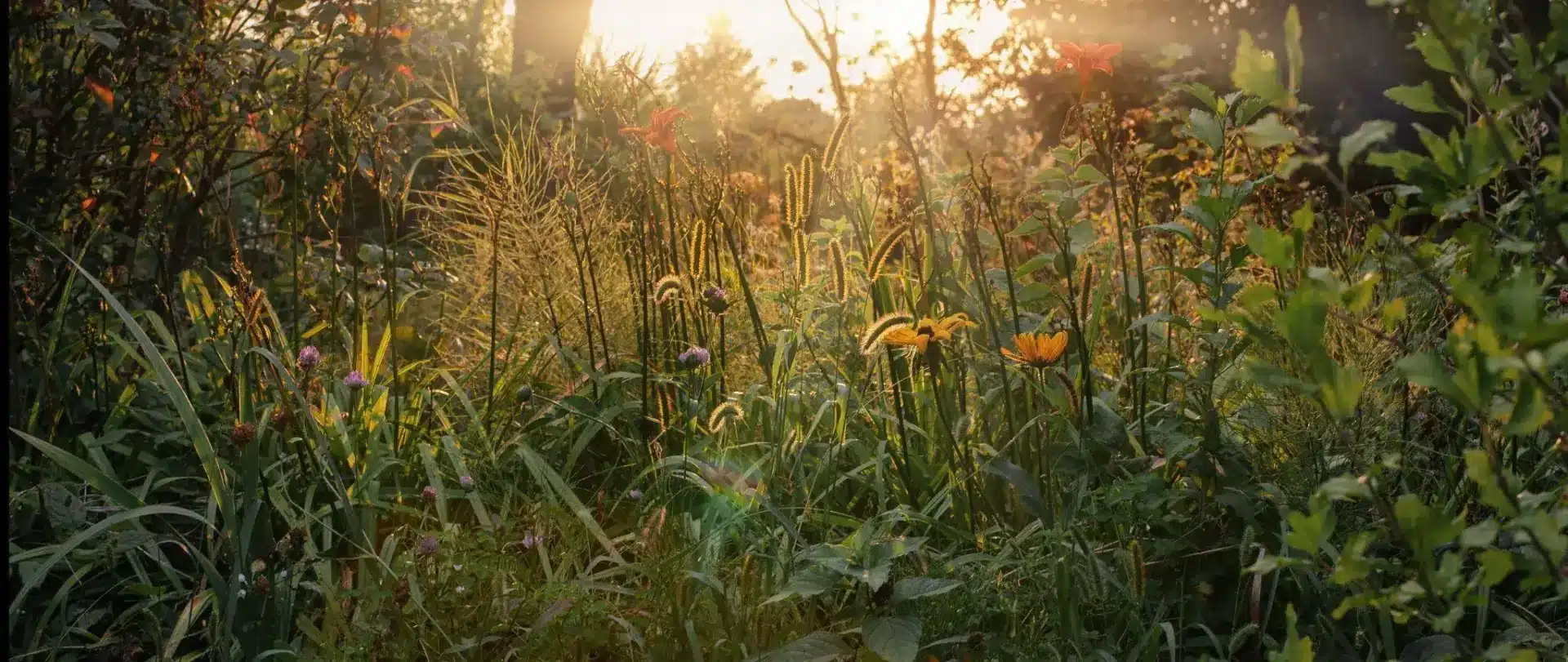 Wildflowers and grasses in a sunlit garden with warm golden light.