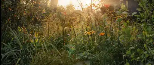 Wildflowers and grasses in a sunlit garden with warm golden light.
