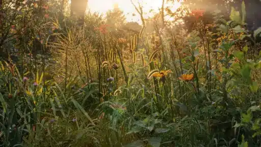 Wildflowers and grasses in a sunlit garden with warm golden light.