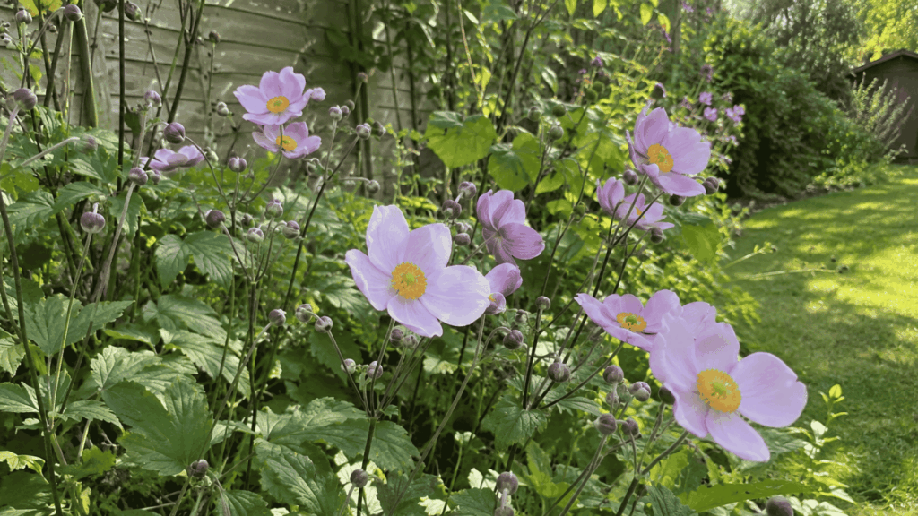 pale pink Japanese anemone flowers with yellow centers on tall wiry stems