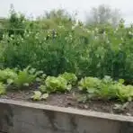 a raised vegetable bed with peas climbing a trellis at the back and companion plants growing in front