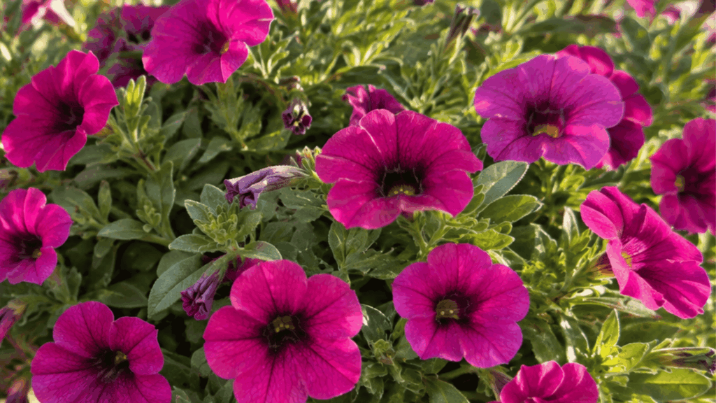 bright magenta million bells flowers spilling from a sunny porch planter with dense green foliage