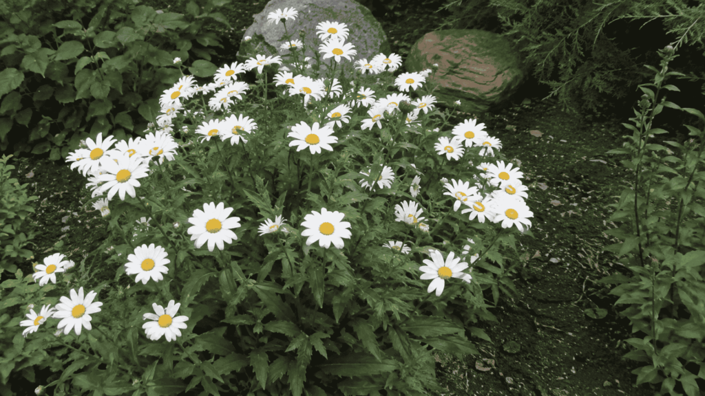 white Montauk daisies with yellow centers blooming near garden rocks in fall
