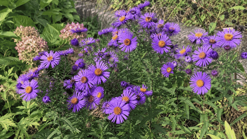 close-up of New England aster's purple petals and bright orange centers in fall