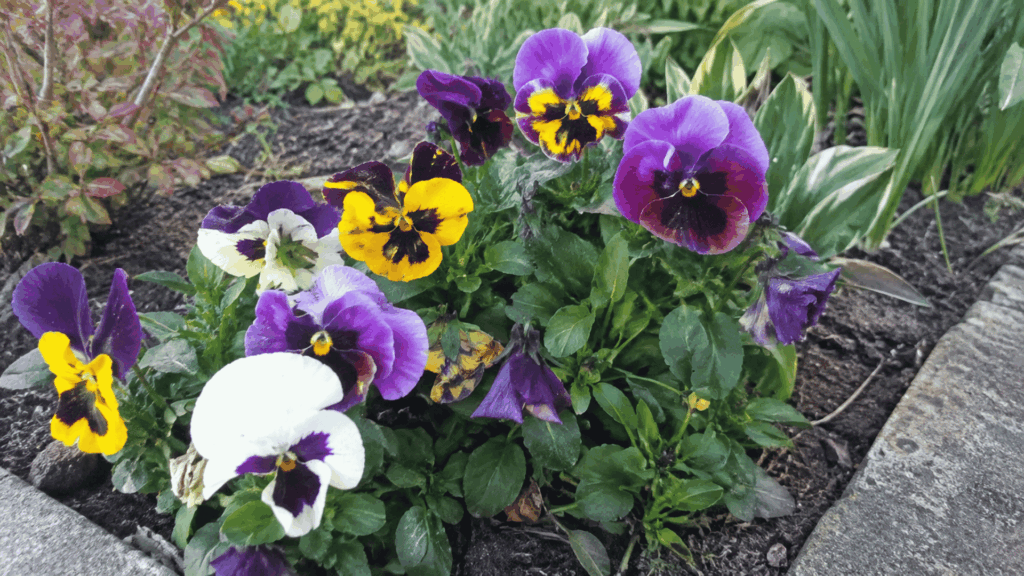 purple, yellow, and white pansies blooming together in a fall garden bed