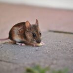 A rodent in the home
