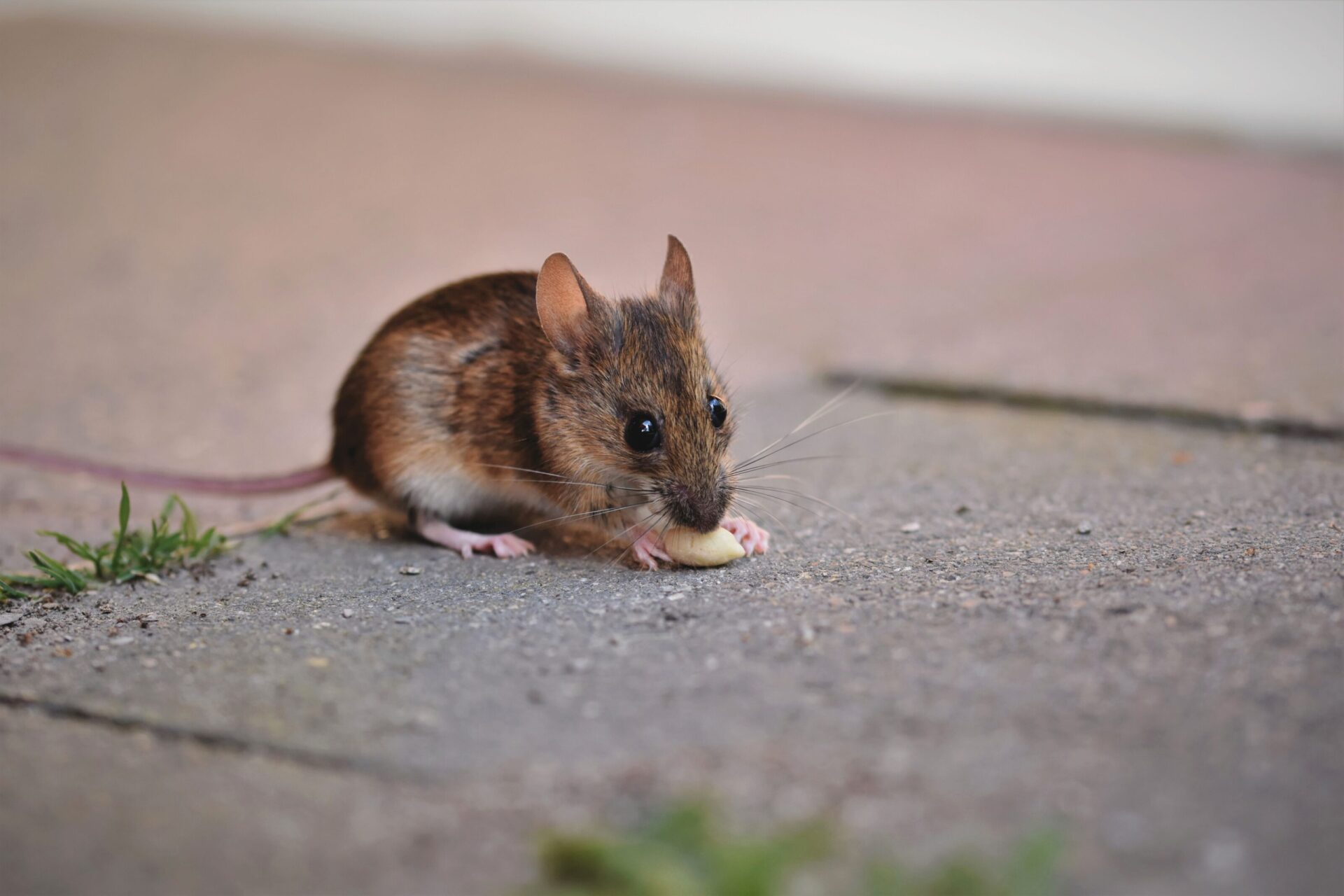 A rodent in the home