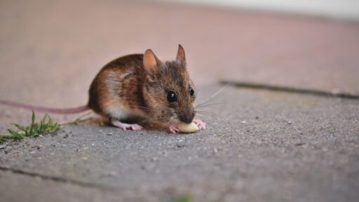 A rodent in the home