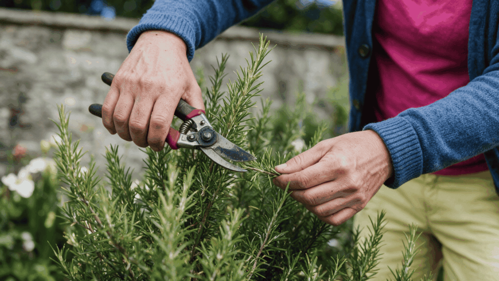 person pruning healthy rosemary stems with garden shears in a sunny outdoor herb garden