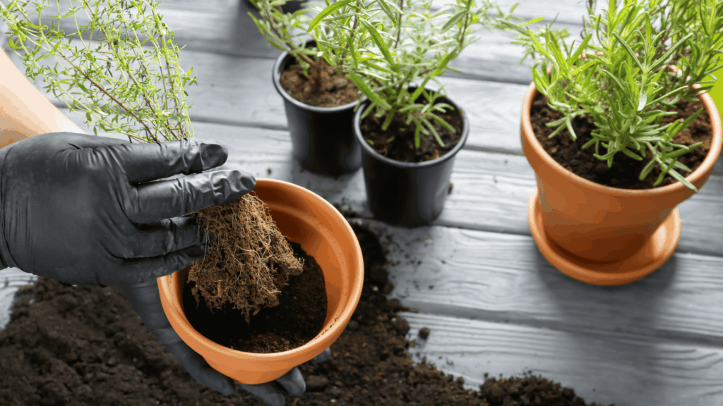 gloved hands repotting a rosemary plant into a terracotta pot with fresh soil on a garden table